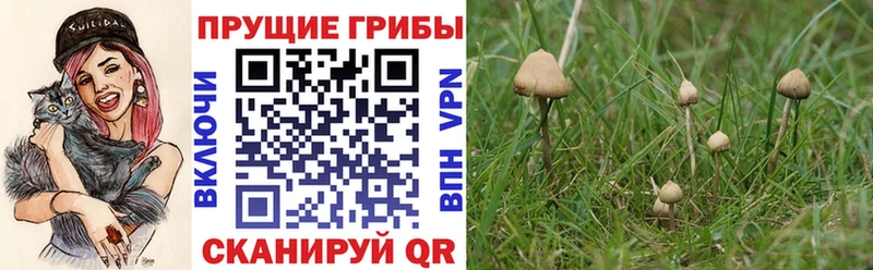 Псилоцибиновые грибы прущие грибы  хочу   omg онион  Канск 